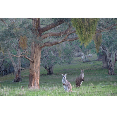 Photo Cards by Local Photographer Susan Jarman