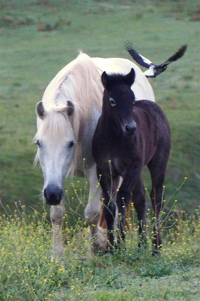 Horse Photo Cards by S Moore Jarman