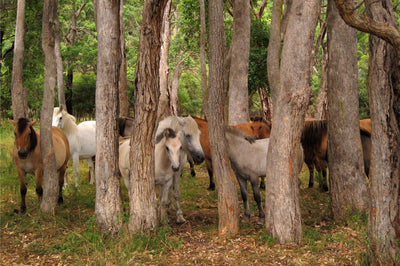 Horse Photo Cards by S Moore Jarman