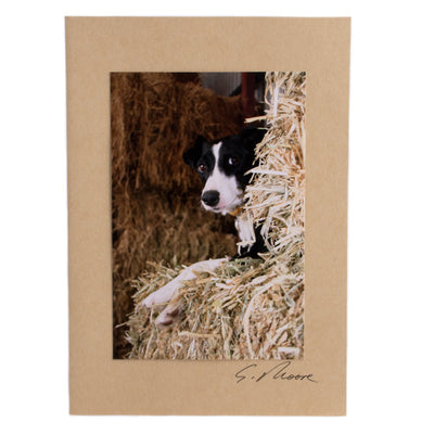 Photo 22 - photo gift card by Susan Jarman